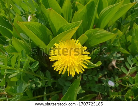 Yellow dandelion in green plants