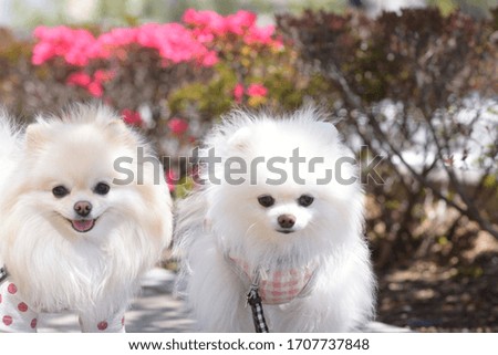 The cute dogs and colorful flowers