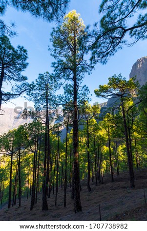 Scenic view on Caldera de Taburiente with green pine forest, ravines and rocky mountains near viewpoint Cumbrecita, La Palma, Canary islands, Spain in sunny day