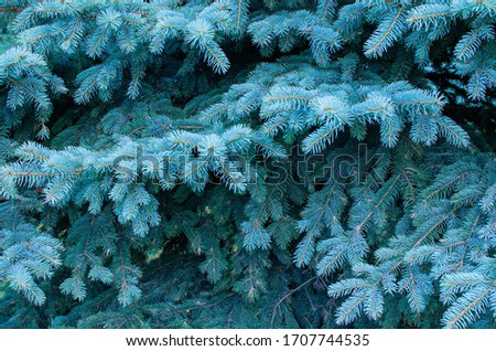 Bright blue needles of the Christmas tree. Shades of blue. Bright blue background.