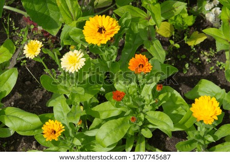 Blooming calendula (lat. Calendula officinalis) on a flower bed in the summer garden
