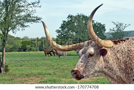 Closeup of the massive horns of a Texas Longhorn bull