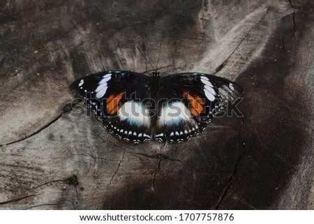 a brown butterfly perched on the wood