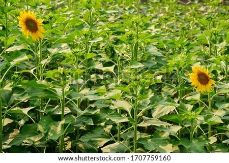 Sunflower field, Blooming in the morning.