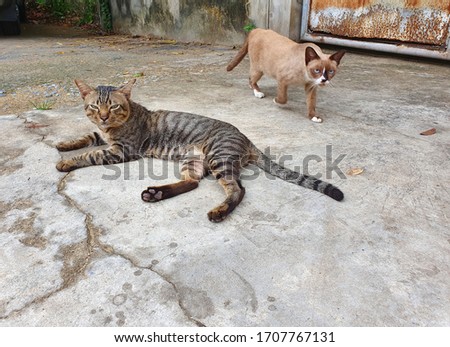 The striped cat is looking forward curiously, with a brown cat walking behind her back. Native cats lie and walk on the cement floor in front of the house.
