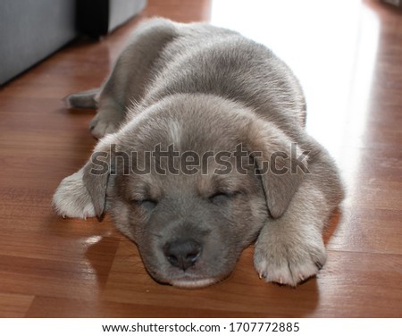 Grey puppy with blue eyes. This is a very loving and wonderful family pet. He loves to play and cuddle and make you very happy.