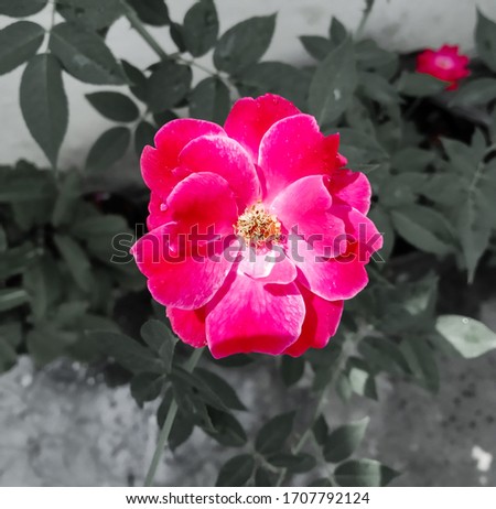 A morning picture of pink rose and some edition in picture now we can see only rose is colourful and the background is black and white. 
That's why a different looks of rose 