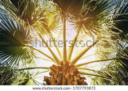 contrast palm leaves on the background of the sky with a dreamy light. Natural tropical background