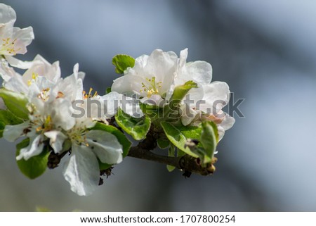 Apple tree blossom, white tender flowers in spring on blue sky, selective focus, seasonal nature flora