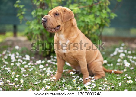 Dog photography - Beautiful brown puppy