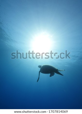sea turtle in blue water with sun shne sun beams in frame underwater ocean scenery