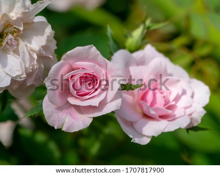 Close up mini fairy rose flower (Scietific name Rosa chinensis Jacq)