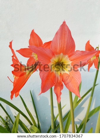 Hippeastrum puniceum is a bulbous perennial native to tropical regions of South America.
