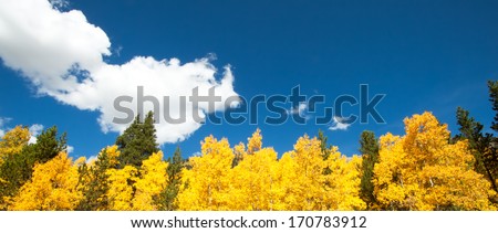 Aspens and pine trees with blue sky and fluffy white clouds