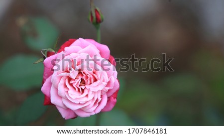 Beautiful flower blossoming in macro closeup. Background, cover, wallpaper.