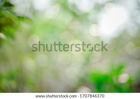 Green bokeh picture taken from tamarind tree