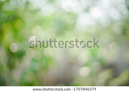 Green bokeh picture taken from tamarind tree