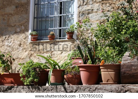 Mini garden with terra cotta pots