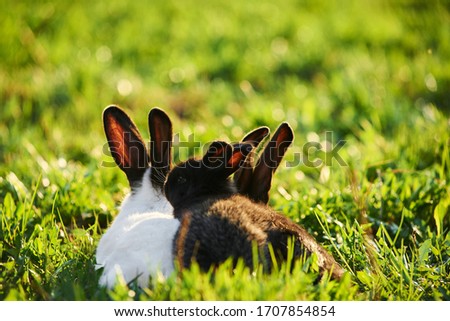 Three pet rabbits laying on grass outside.