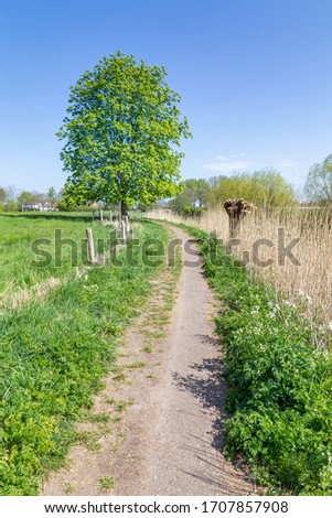 Dutch portrait landscape with a small trail, pollard willow and a oak tree along a dyke