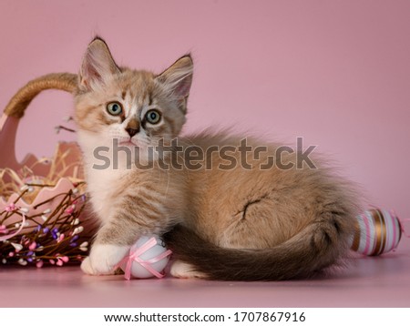 nice cute adorable brown chocolate munchkin kitten