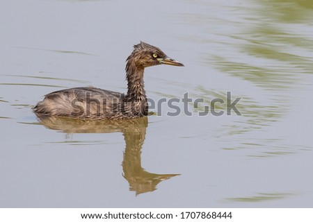 Little Grebe with reflection wading on water.