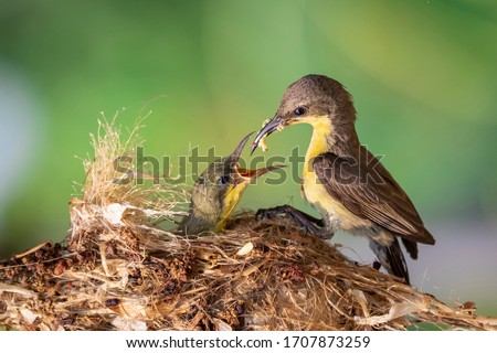 Purple Sunbird (Female) feeding baby bird in the bird's nest. Bird. Royalty-Free Stock Photo #1707873259