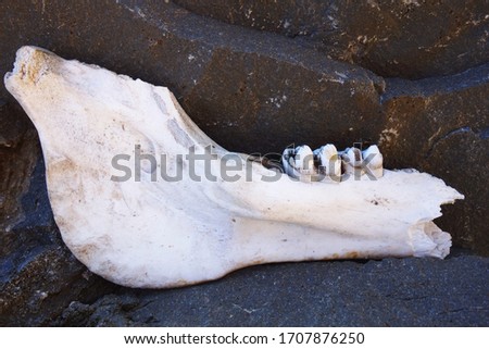 Teeth on a broken and bare jaw animal