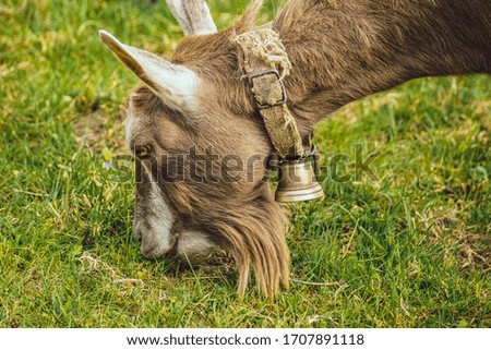 picture of goat with beard