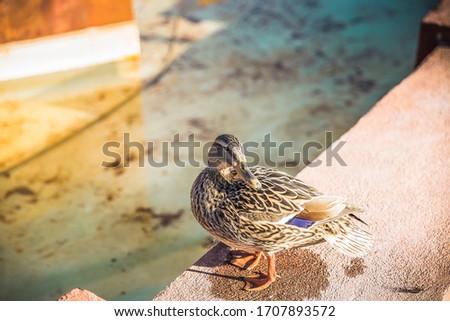 duck by the water in the sunset to dry