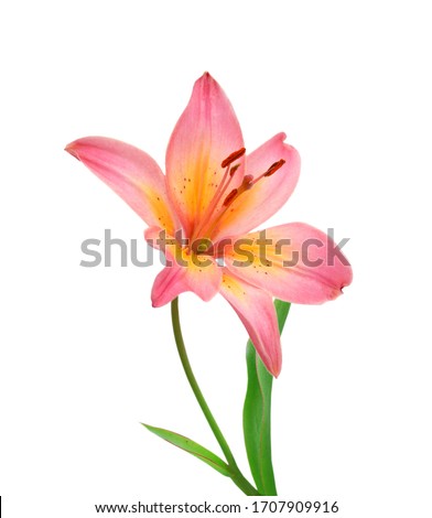 Lily flower isolated on white background  Royalty-Free Stock Photo #1707909916