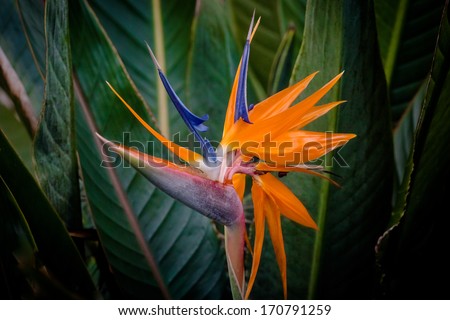 Tropical Hawaiian Flower