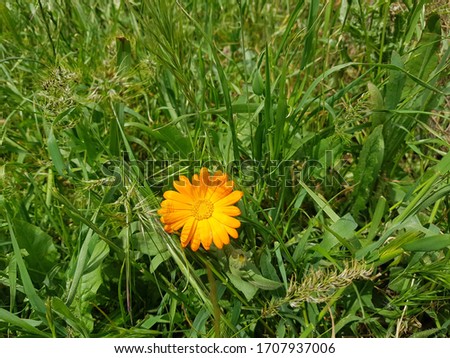 Calendula arvensis, Field Marigold . Calendula arvensis is a species of flowering plant in the daisy family known by the common name field marigold. 