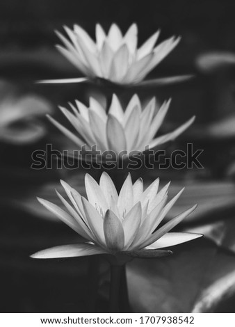 black and white lotus blooming in the pond