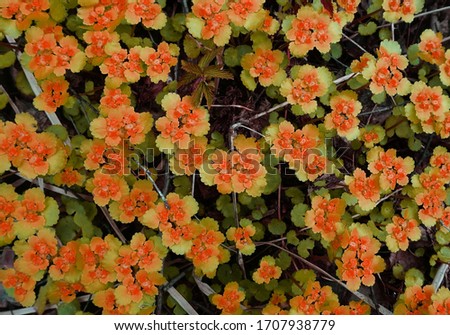Small early spring white-orange flowers with orange and green leaves on a dark brown background. The view from the top.