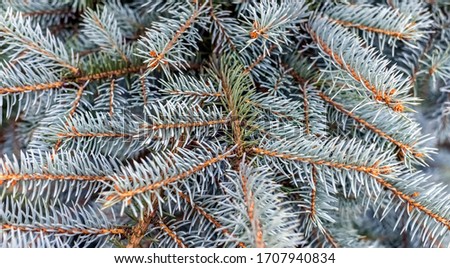 Branches with needles "blue" spruce close-up in autumn. Background