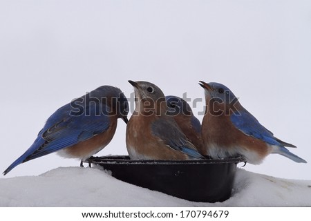 Eastern Blue birds enjoying some fresh water on a cold Winters day in Missouri.