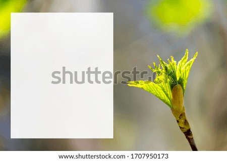 Closeup nature view green leaf on blurred background with copy space as background natural green plants landscape, ecology, fresh wallpaper concept
