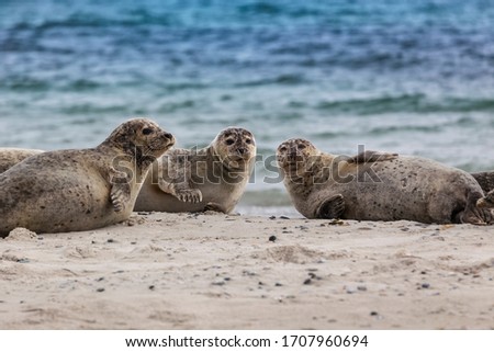 Helgoland, Dune Island, Halichoerus grypus - three seals lying on a beautiful clear sandy beach and looking. In the background beautiful blue sea Royalty-Free Stock Photo #1707960694