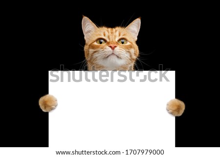 Funny cat showing a placard isolated on black background, blank web banner template and horizontally copy space