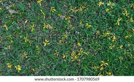 Yellow flowers that fall on many green grass.