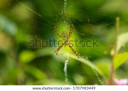 A Wasp Spider (Argiope bruennichi), is at rest on it's web in the garden.