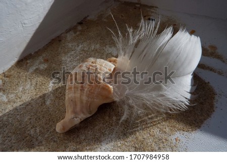 The shell with feather on the sand