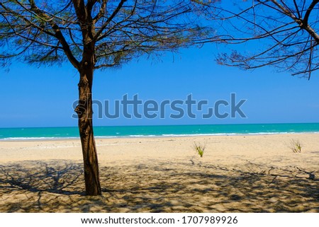 The sea view looks through the pine trees on the beach, small waves on sand, sandy beaches and blue sky in summer.