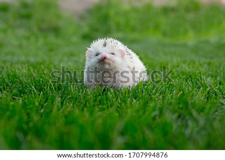 dwarf African hedgehog walks on the grass, African hedgehog