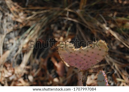 A pink heart-shaped cactus in the wilderness