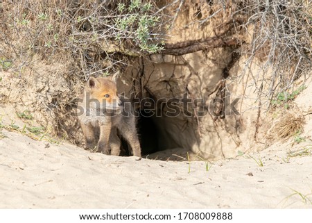 Little red fox (Vulpes vulpes) near burrow. Newborn red fox cub in nature on a springday in the Dutch dunes.