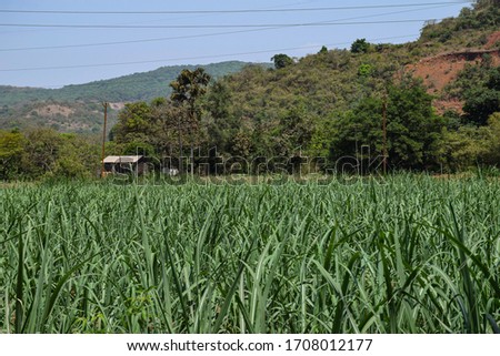 Picture of agriculture green field in Indian village