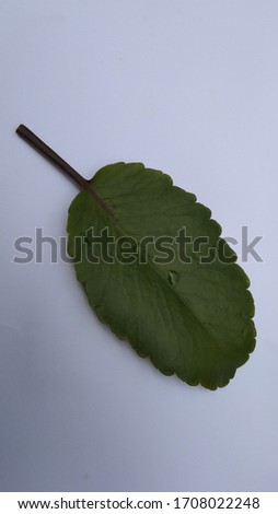 photo urip leaves arrived leaf green  background image 