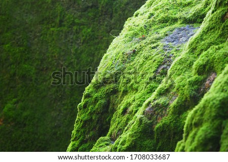Stone slopes are overgrown with green moss. Norwegian summer landscape
